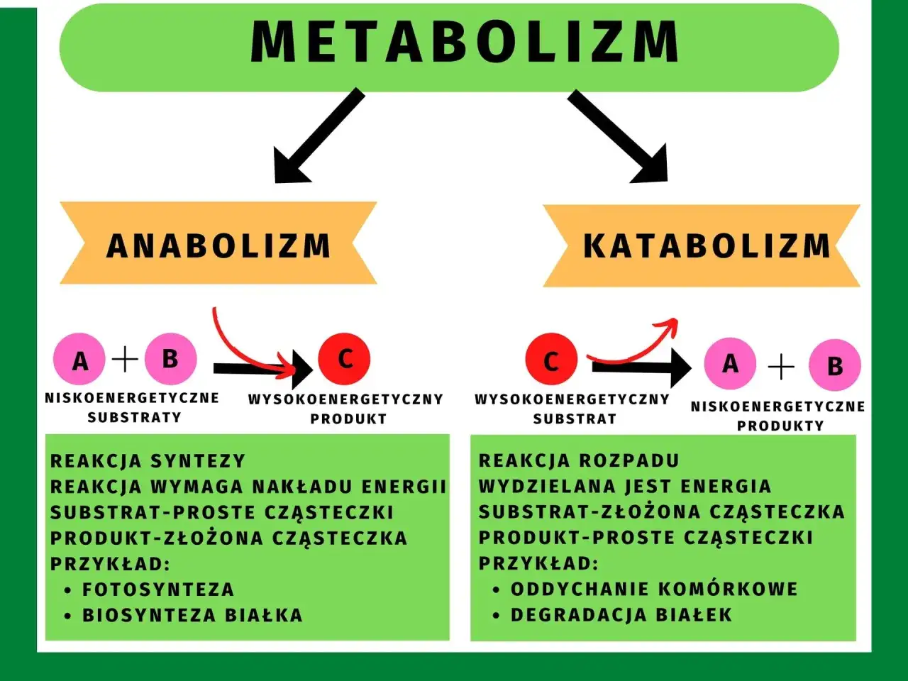 Metabolizm to procesy anaboliczne (synteza) i kataboliczne (rozkład). Anabolizm buduje złożone cząsteczki, katabolizm je rozkłada.