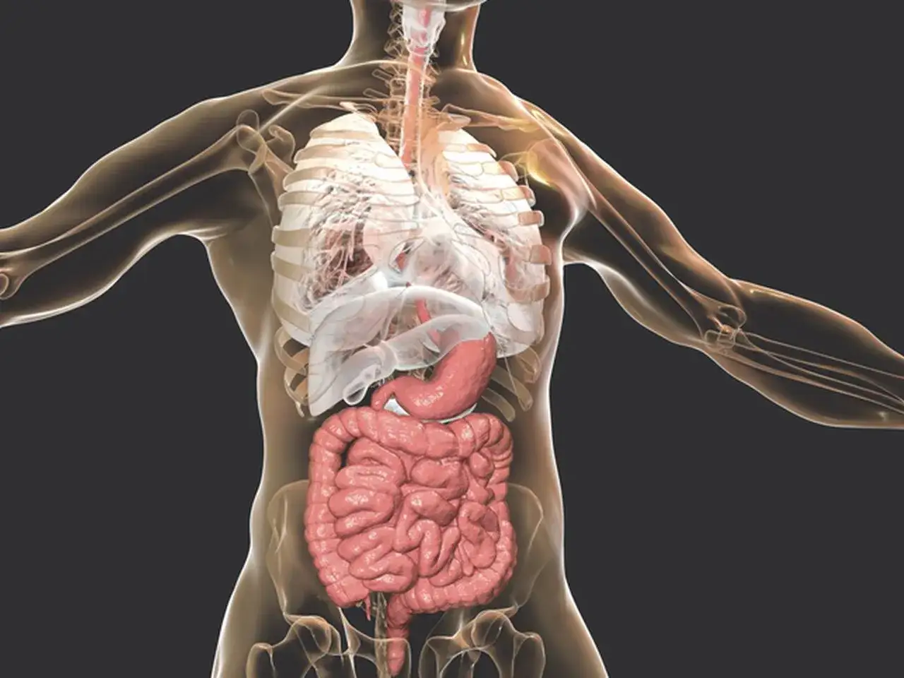 Anatomia człowieka z widocznymi narządami wewnętrznymi. Może sugerować ból na dole brzucha po lewej stronie, związany z jelitami.