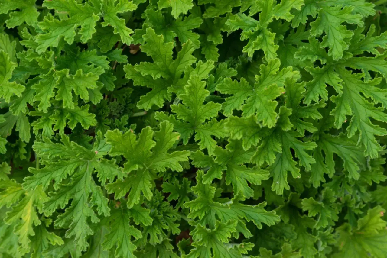 Zielone, postrzępione liście pelargonii pachnącej. Warto znać geranium przeciwwskazania, zanim zaczniesz stosować.