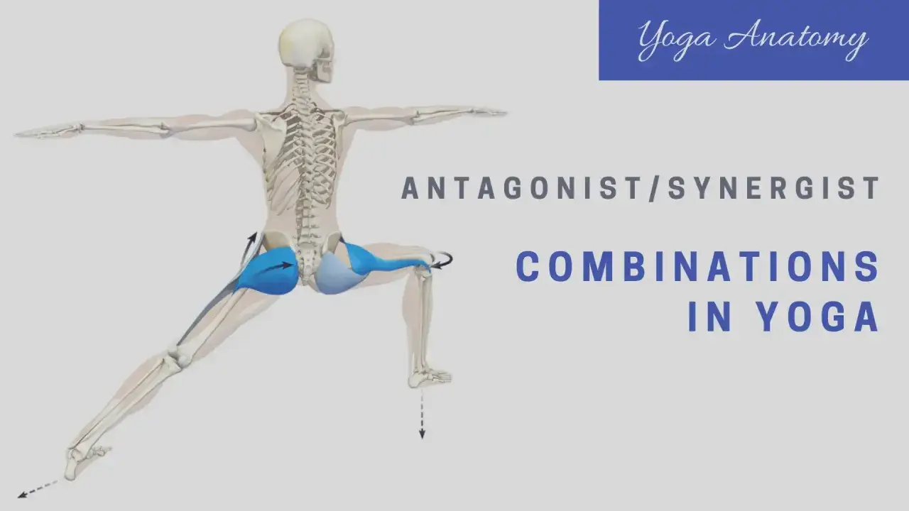 Anatomia jogi: ilustracja szkieletu w pozycji wojownika, pokazująca działanie mięśni antagonistycznych w biodrze.