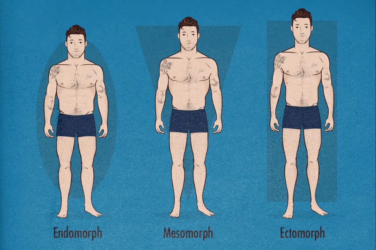 Trzy typy budowy ciała: endomorfik, mezomorfik i ektomorfik. Ektomorfik jest szczupły, z długimi kończynami.