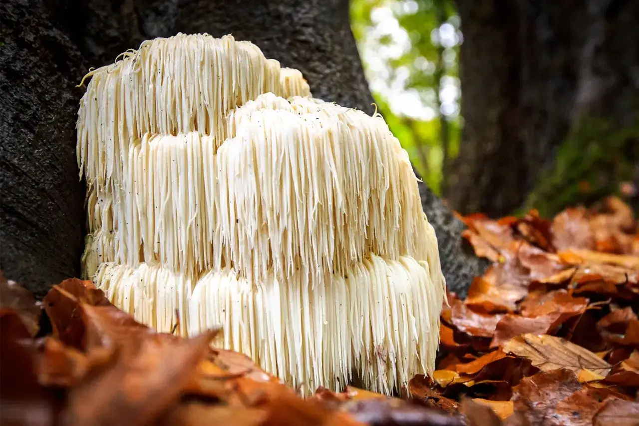 Grzybowy jeż, znany też jako Lion's Mane. Zastanawiasz się nad jego dawkowaniem? Ten niezwykły grzyb rośnie w lesie, otoczony jesiennymi liśćmi.