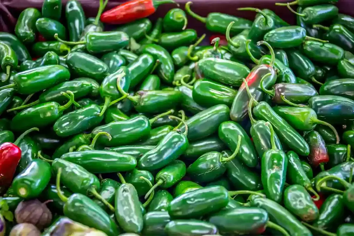 Góra zielonych papryczek jalapeno, z kilkoma czerwonymi. Czy jalapeno jest zdrowe? Tak, jest bogate w witaminy i antyoksydanty!