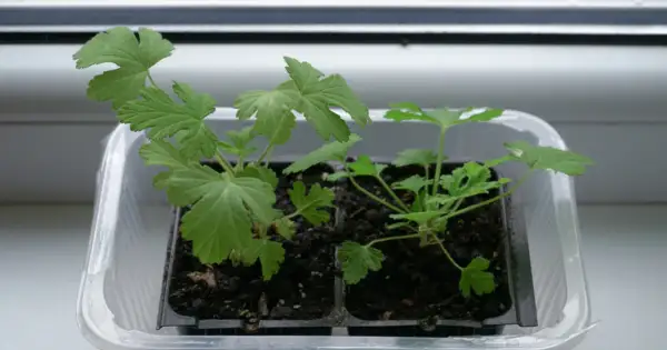 Młode sadzonki pelargonii w plastikowej osłonce. Warto pamiętać o geranium przeciwwskazania, np. dla alergików.