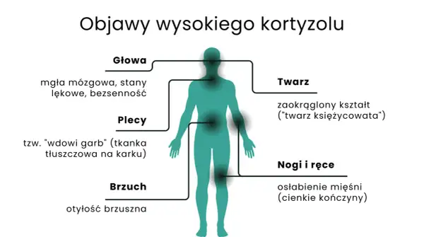 Wysoki kortyzol objawy: mgła mózgowa, lęki, bezsenność, "wdowi garb", otyłość brzuszna, okrągła twarz, osłabienie mięśni.