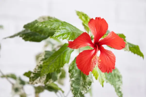 Czerwony kwiat hibiskusa z zielonymi liśćmi, które mają jasne przebarwienia. Właściwości hibiskusa są cenione od wieków.