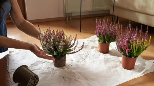 Ręce kobiety przesadzają kwitnące wrzosy latem. Wrzosy w doniczkach, przygotowane do przesadzenia, leżą na białym papierze.