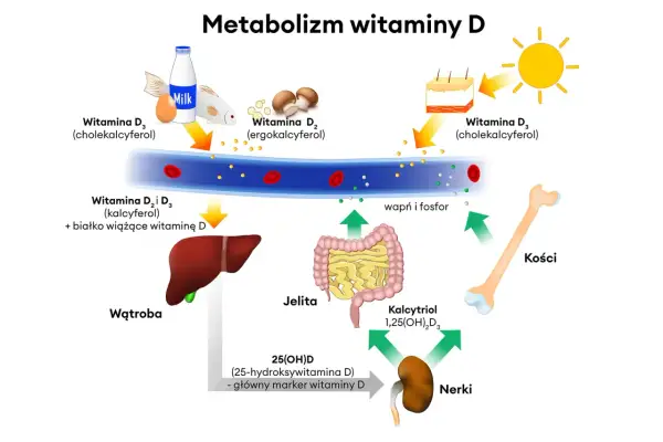 Schemat metabolizmu witaminy D, pokazujący jej źródła (słońce, ryby, jajka, mleko, grzyby), transport we krwi, przemiany w wątrobie i nerkach oraz wpływ na kości. Kluczowy jest poziom witaminy D3.