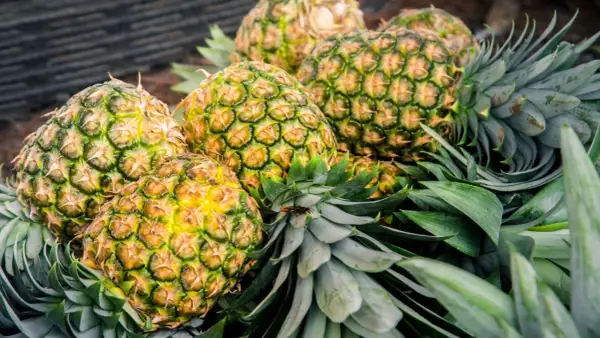 Ananasy, źródło bromelainy na stawy. Ich soczyste wnętrze i zielone liście kryją naturalne wsparcie dla Twoich stawów.