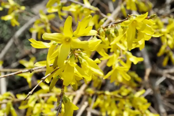 Jasnożółte kwiaty forsycji, symbol wiosny. Jej właściwości lecznicze znane są od wieków.