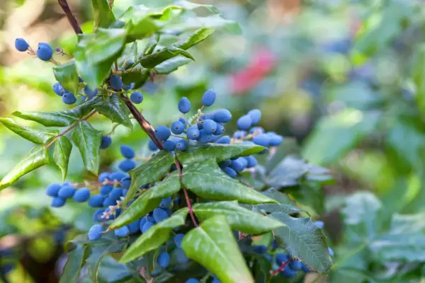 Mahonia pospolita właściwości lecznicze: niebieskie owoce i zielone liście na gałązce.