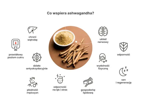 Ashwagandha wspiera serce, układ nerwowy, odporność, sen i regenerację, płodność, gospodarkę lipidową, wątrobę, poziom cukru i działa antyoksydacyjnie.