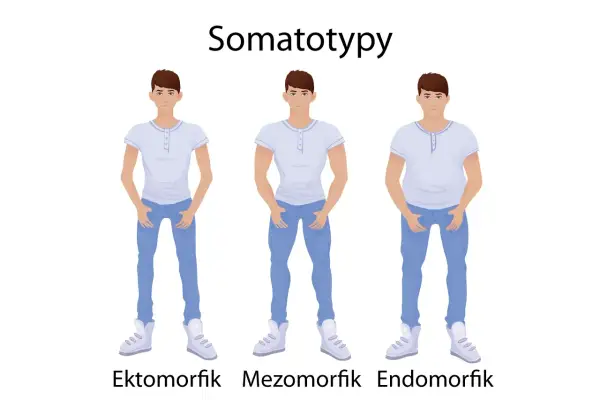 Trzech mężczyzn: ektomorfik (szczupły), mezomorfik (umięśniony) i endomorfik (zaokrąglony), ilustrujących somatotypy.