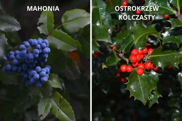 Mahonia z niebieskimi jagodami obok ostrokrzewu kolczastego z czerwonymi owocami.