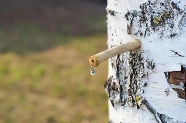 Kiedy brzoza puszcza soki, kropla czystej wody spływa z drewnianego patyczka wbitego w pień.