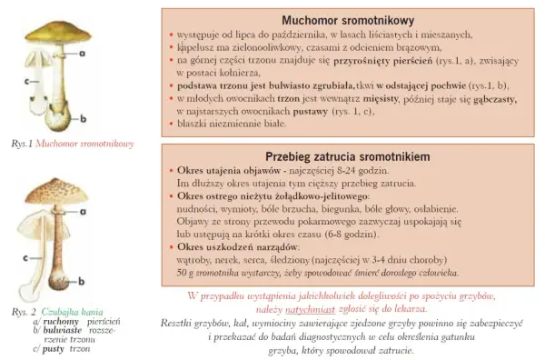 Ilustracja przedstawia Muchomora sromotnikowego, najbardziej trujący grzyb na świecie, z opisem jego cech i objawów zatrucia.