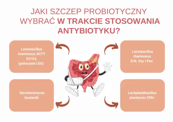 Czy probiotyk można brać bez antybiotyku? Grafika pokazuje jelita w bandażach, z propozycjami szczepów probiotycznych.