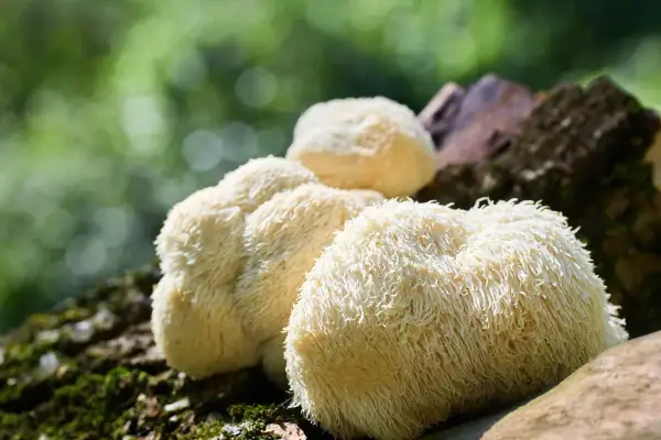 Grzyby soplówka jeżowata (lion's mane) na pniu. Zastanawiasz się nad lion's mane dawkowanie?
