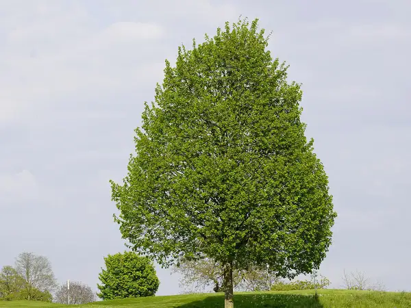 Majestatyczna lipa w ogrodzie, otoczona zielenią, na tle błękitnego nieba z chmurami.