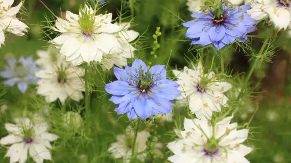 Nigella damascena, czyli czarnuszka, kwitnie w ogrodzie, tworząc bujne kępy białych i niebieskich kwiatów.